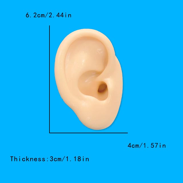 1Pc Soft Silicone Ear Model Ta - Model Kit Display Case 评论和价格